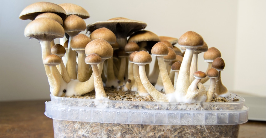 Psilocybin mushrooms