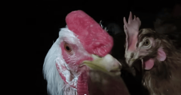 Playing chicken: Activist group takes fight against Whole Foods Market ...