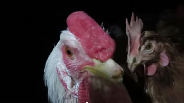 Playing chicken: Activist group takes fight against Whole Foods Market to YouTube