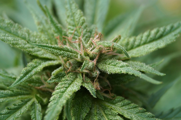 Retail sales light up for CBD Retail sales light up for CBD