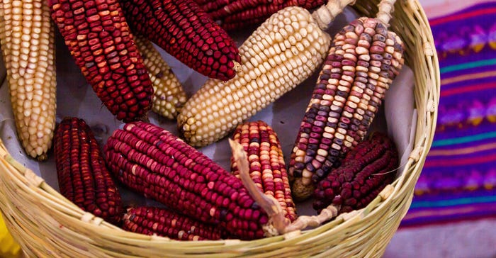 Modern maize is handed down to us through generations of stewardship and skilled traditional crossbreeding. Pictured here in a basket.