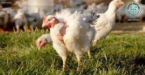 Reimagining the poultry industry