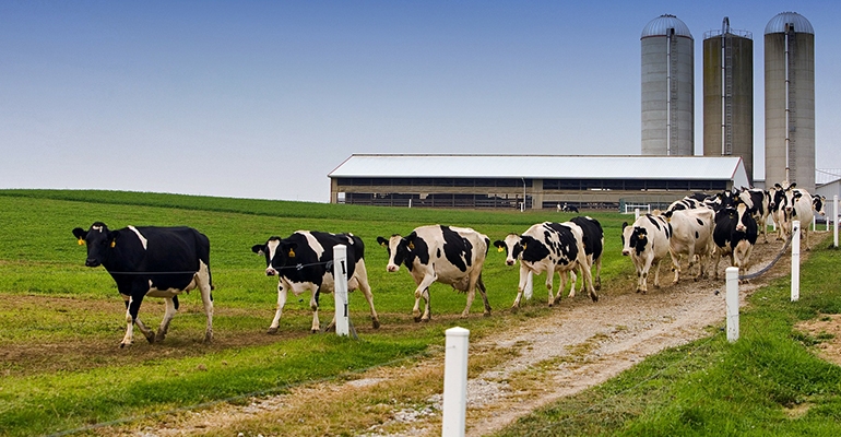 Losing Danone Contracts Compounds the Dairy Crisis for Small Farms in the  Northeast