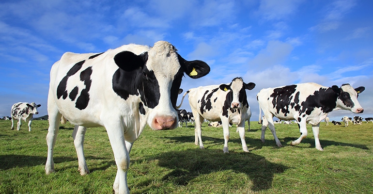 cows dairy farm promo