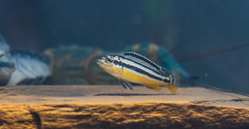 Zebrafish help reveal how probiotics can sooth stress