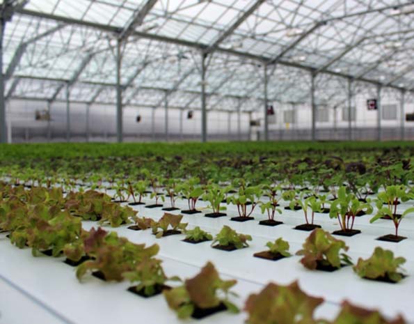 Grocery And A Greenhouse: How BrightFarms Plans To Shorten The Produce ...