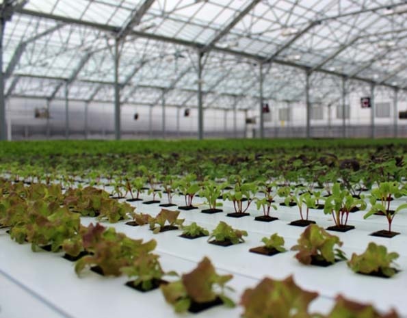 Grocery and a greenhouse: How BrightFarms plans to shorten the produce supply chain for retail