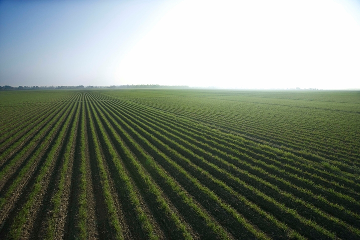 Learn more about biodynamic agriculture and food forest in