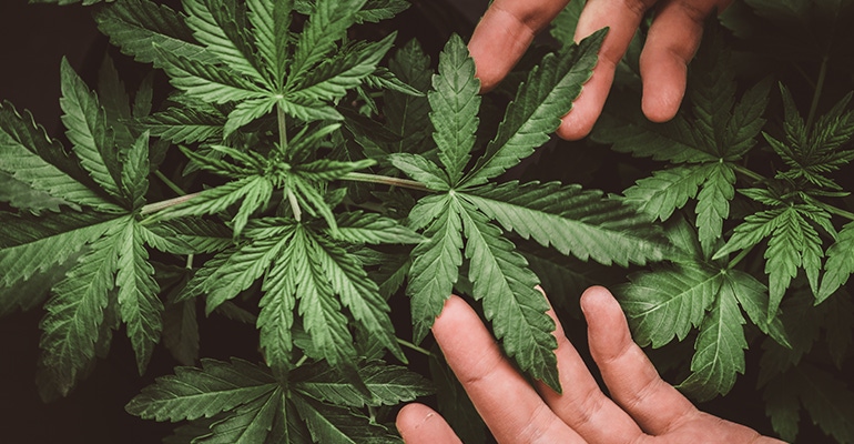 The federal government legalized hemp in the Farm Bill passed in 2018. The federal government legalized hemp in the Farm Bill passed in 2018.