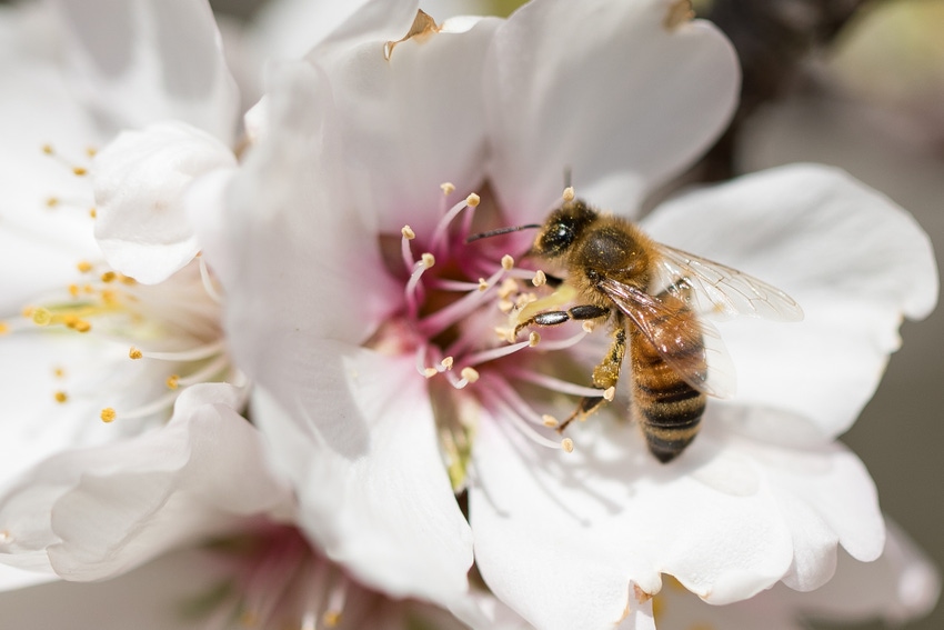 Are hedgerows the key to saving pollinating honeybees?
