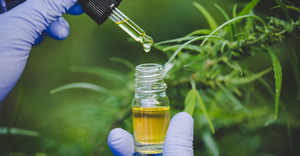 CBD oil tincture with gloved hands