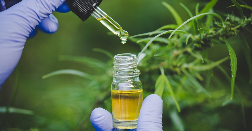 CBD oil tincture with gloved hands