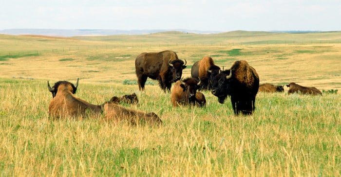 buffalo-grazing-field.jpg