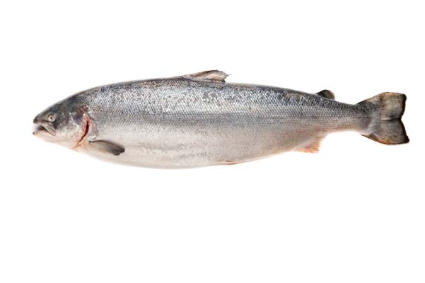 FDA's findings on GMO salmon seem fishy at best