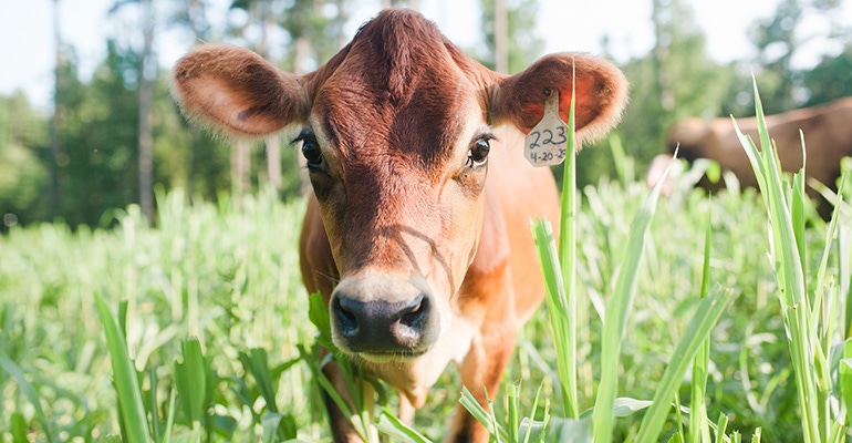 A Greener World supports farmers' regenerative efforts A Greener World supports farmers' regenerative efforts