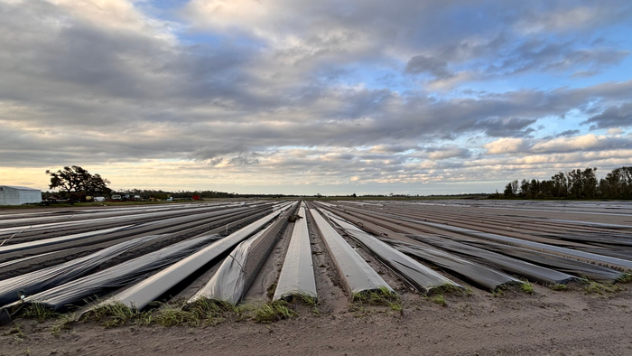 Hurricane Milton tore plastic coverings from Wish Farms' planted strawberry plants, pictured here on Oct. 10, 2024. Hurricane Milton tore plastic coverings from Wish Farms' planted strawberry plants, pictured here on Oct. 10, 2024.