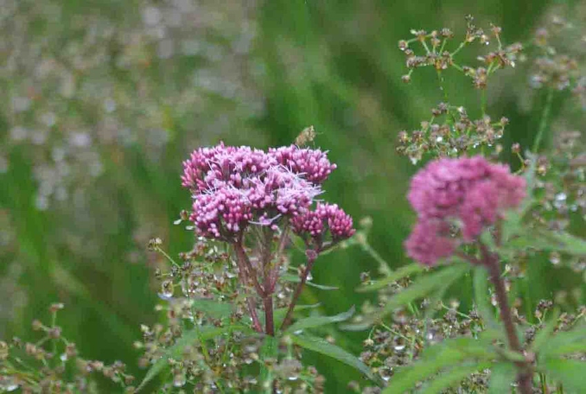 Valerian supplements vary wildly