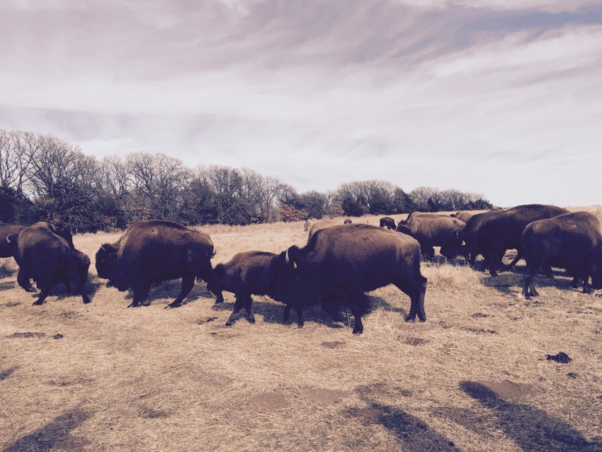 Tanka Bar has a vision to return 1 million acres of land to the buffalo Tanka Bar has a vision to return 1 million acres of land to the buffalo