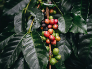 Coffee beans on the plant