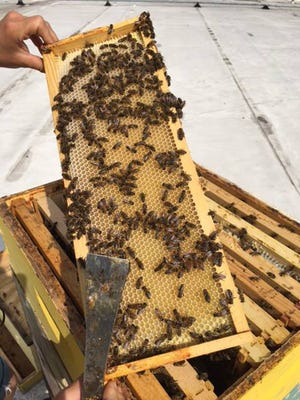 Mississippi Market (Minnesota) keeps beehives on the roof