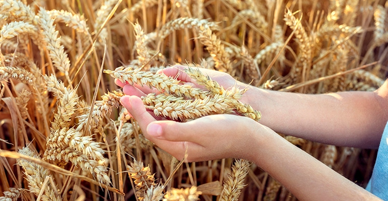 hand holding grain in field
