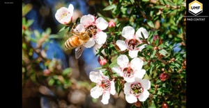 Celebrating New Zealand’s unique gift to global health: New Zealand Mānuka Honey Day Celebrating New Zealand’s unique gift to global health: New Zealand Mānuka Honey Day