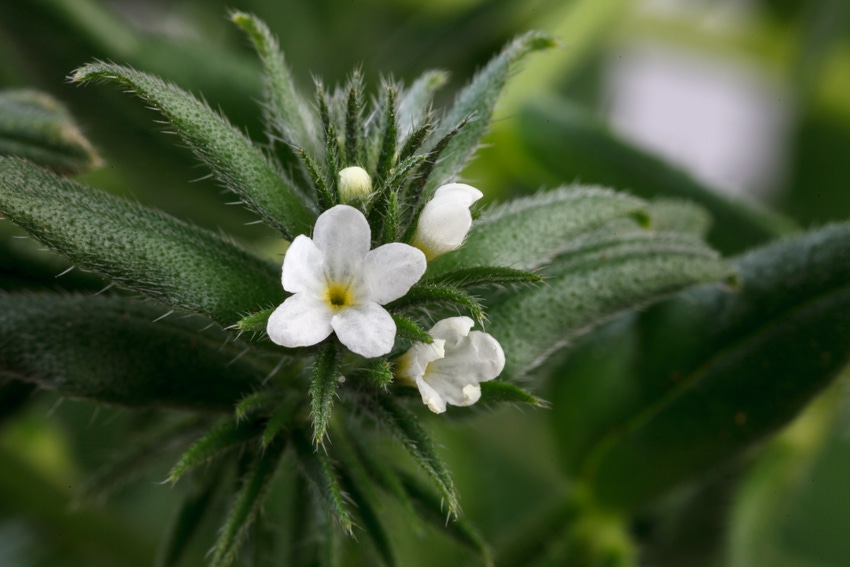Ahiflower shown to be on par with some fish oil benefits