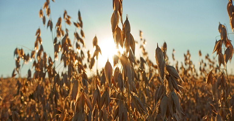 wheat field sun
