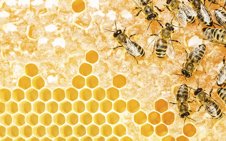 Health benefits from the beehive Health benefits from the beehive
