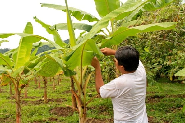 Why fair trade must include domestic supply chains Why fair trade must include domestic supply chains
