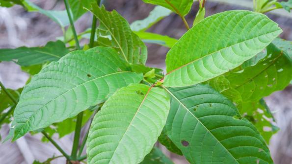5@5: Congress pushes back on DEA's kratom ban | Costco's plans for organic