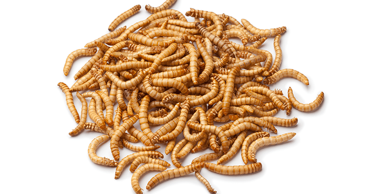 5@5: Animal biotechnology regulation shifts | EU's first insect food