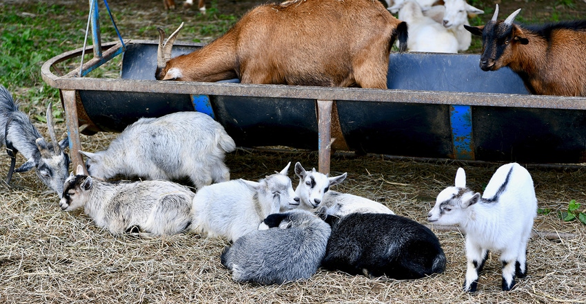 goat farm as an example of regenerative agriculture