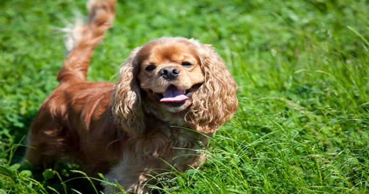 A cocker spaniel is 15% less natural than a wolf