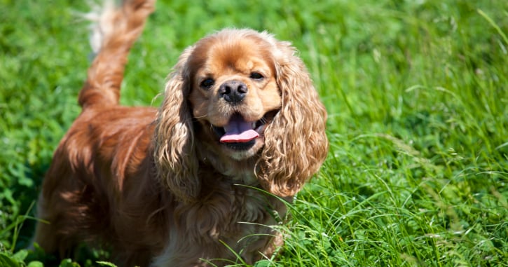 Cocker Spaniel Stacking A cocker spaniel is 15% less natural than a wolf