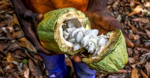 man working at a cocoa plantation opens a cocoa pod to show the beans