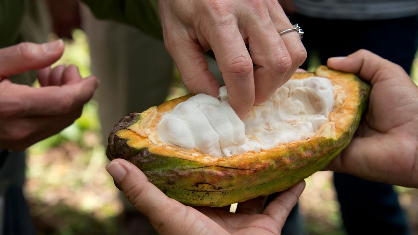 Cacao Columbia