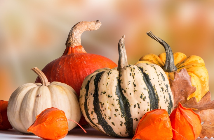How retailers can participate in the pumpkin mania this fall