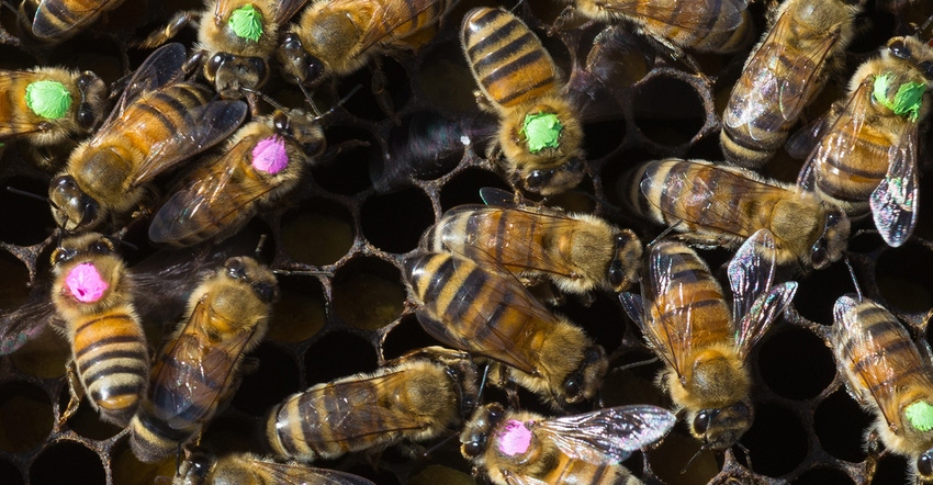 5@5: Roundup could be killing bees | Companies work to decrease food waste