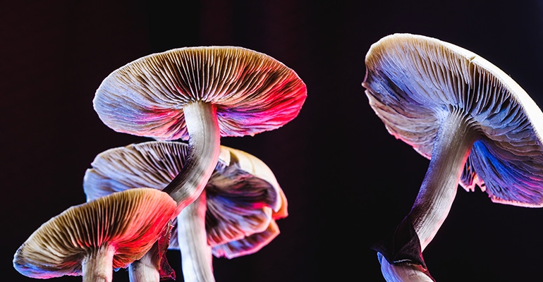 psilocybing mushrooms psychedelics