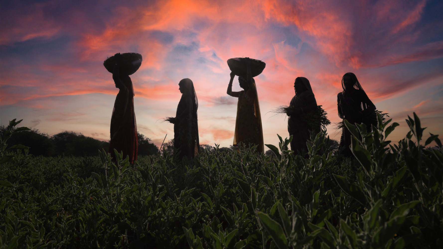 Four Indian women farmers silhouetted in the sunset.