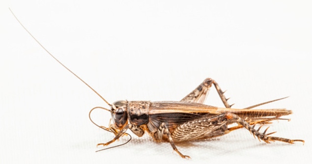 Readers answer: Would you eat insect protein? Readers answer: Would you eat insect protein?