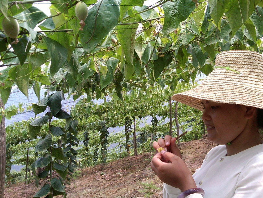 3 years after US entry, monk fruit reaches mainstream, more categories