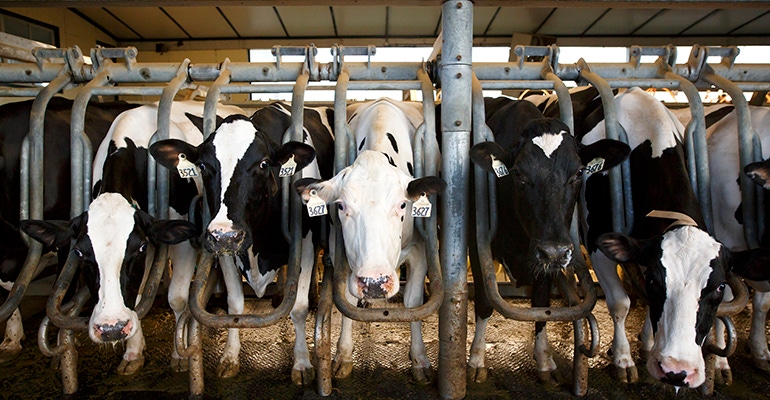 dairy farm.jpg dairy farm.jpg
