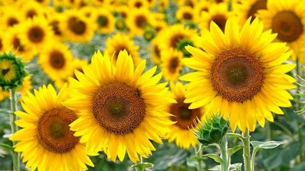 Sunflower: The non-GMO oil you don't have to worry about