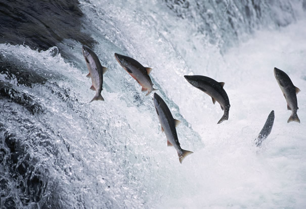 2013 Alaska salmon harvest breaks record