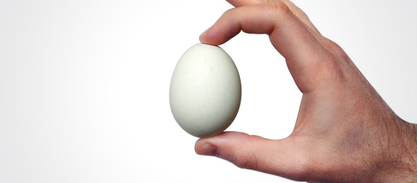 Study shows egg production much more eco