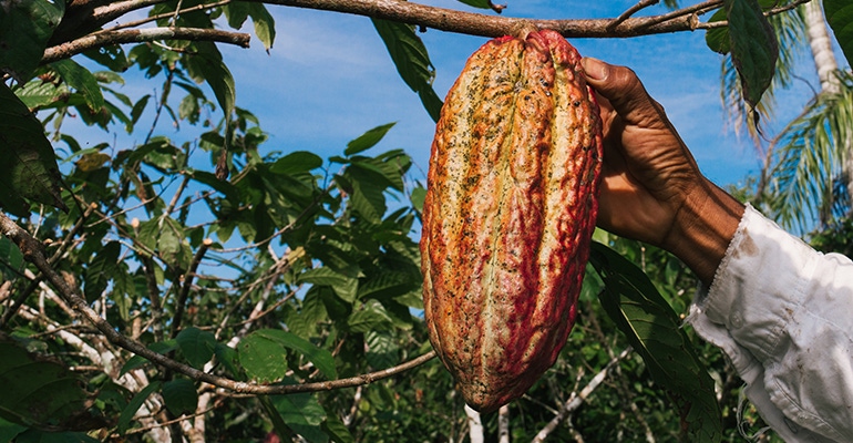 cocoa farmer africa