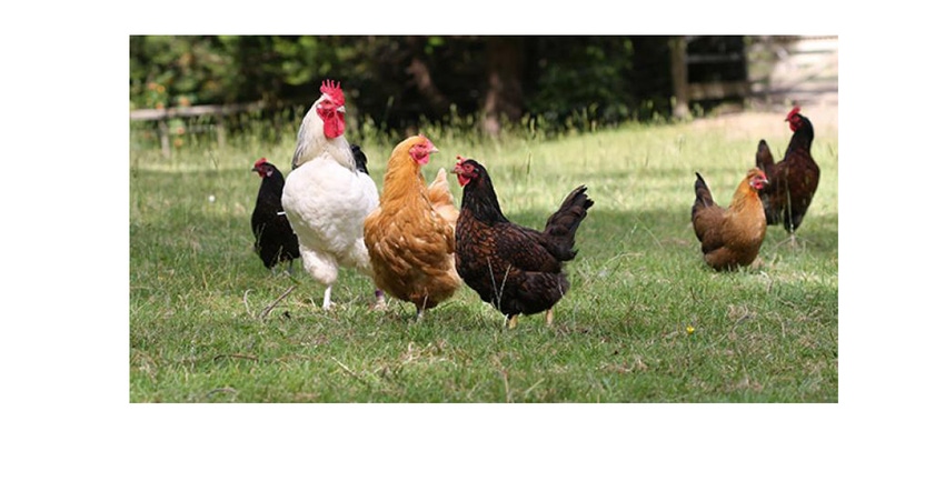 PCC Community Markets joins the Better Chicken Initiative to enhance poultry welfare