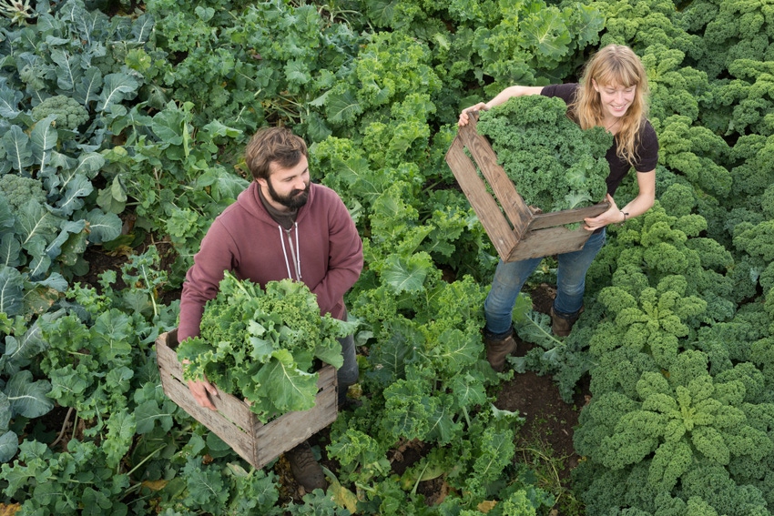 Organic Farmers in Kale